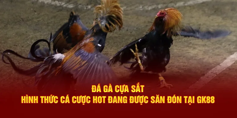 Tìm hiểu về đá gà nòi cựa sắt