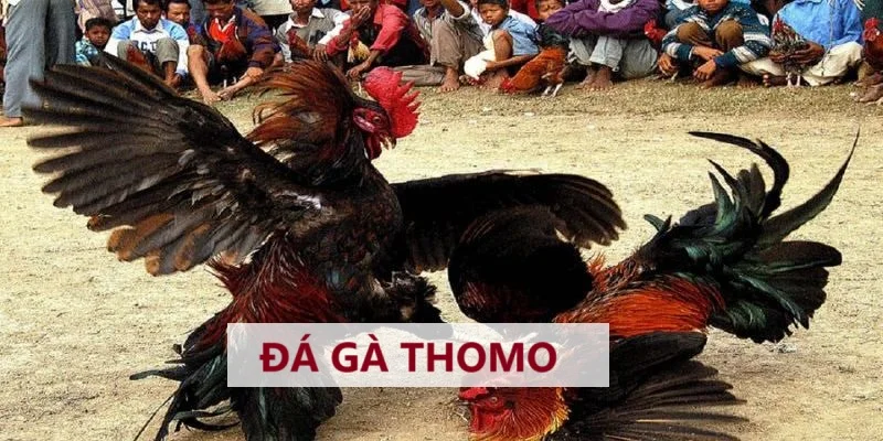 Đá gà Thomo là như thế nào?